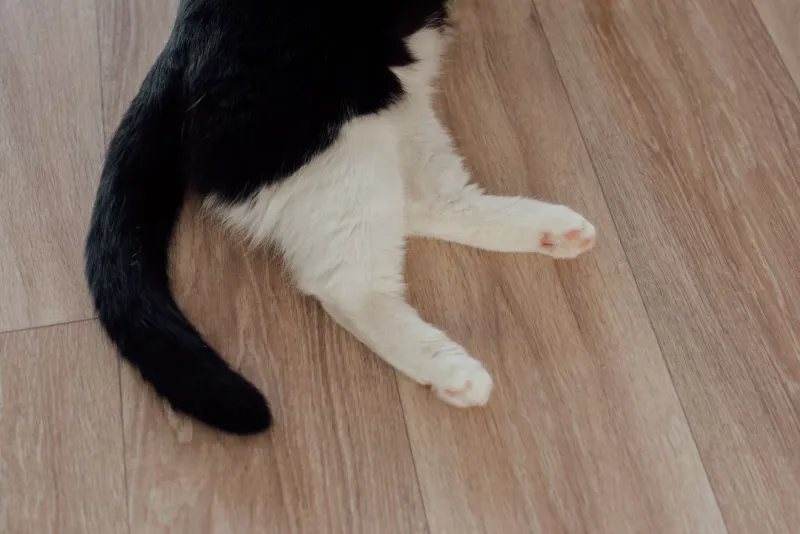 Life on Little Legs: The Unfiltered Truth About Owning a Munchkin Cat