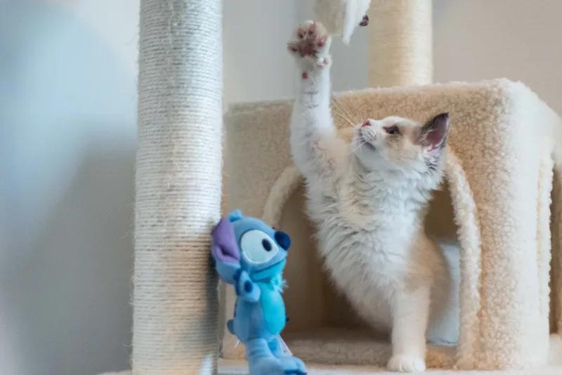 Pocket-Sized and Perpetually Wired: The Shocking Truth About Munchkin Cat Energy Levels