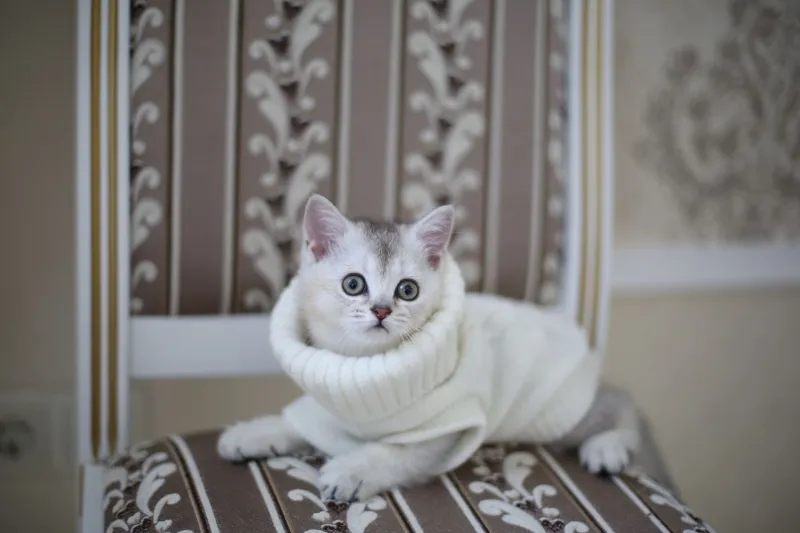 Dressed to Impress (Whether They Like It or Not): The Munchkin Cat Guide to High Fashion