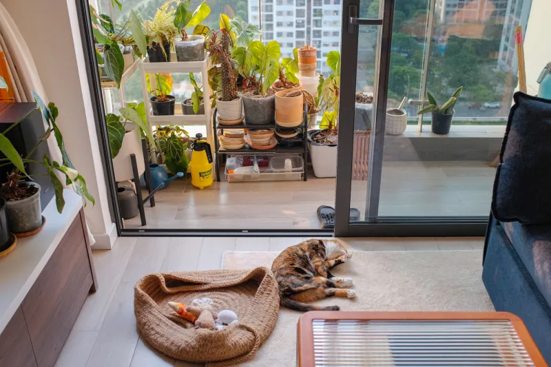 Short Legs, Big Life: How Munchkin Cats Are Conquering Apartments and Breaking the Internet