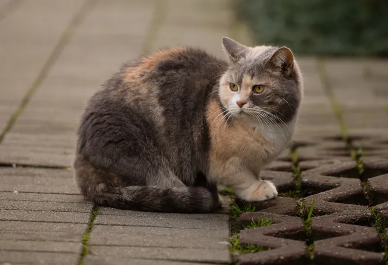 Tiny Legs, Massive Clout: How Munchkin Cats Became TikTok's Most Unlikely Superstars