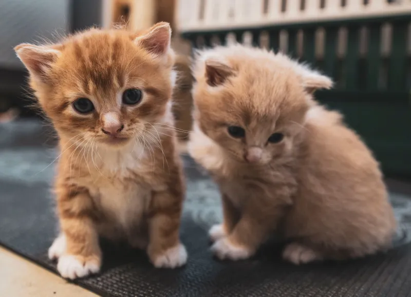 Stubby vs. Stretchy: An Outrageously Honest Showdown Between Munchkin Cats and Regular Cats