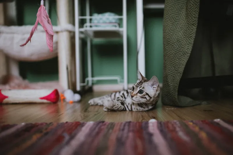 Get Off That Couch, Tiny! A Completely Unhinged Fitness Guide for Munchkin Cats