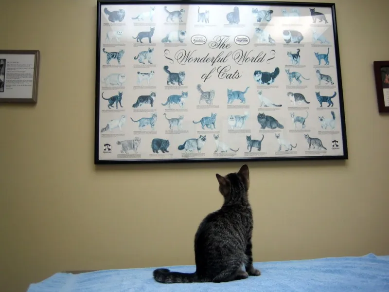 Short Legs, Wrong Gear: The Hilarious Reality of Furnishing a Home for Your Munchkin Cat