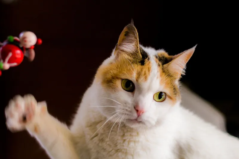 Who Made These Rules Anyway? How Munchkin Cats Are Gleefully Ignoring the Feline Rulebook