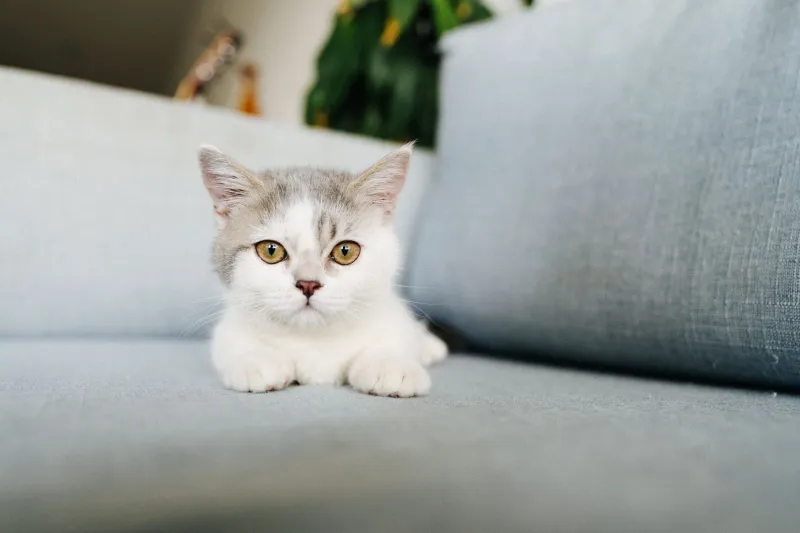 Tiny Tyrant in Charge: How Your Munchkin Cat Quietly Took Over Your Entire Life