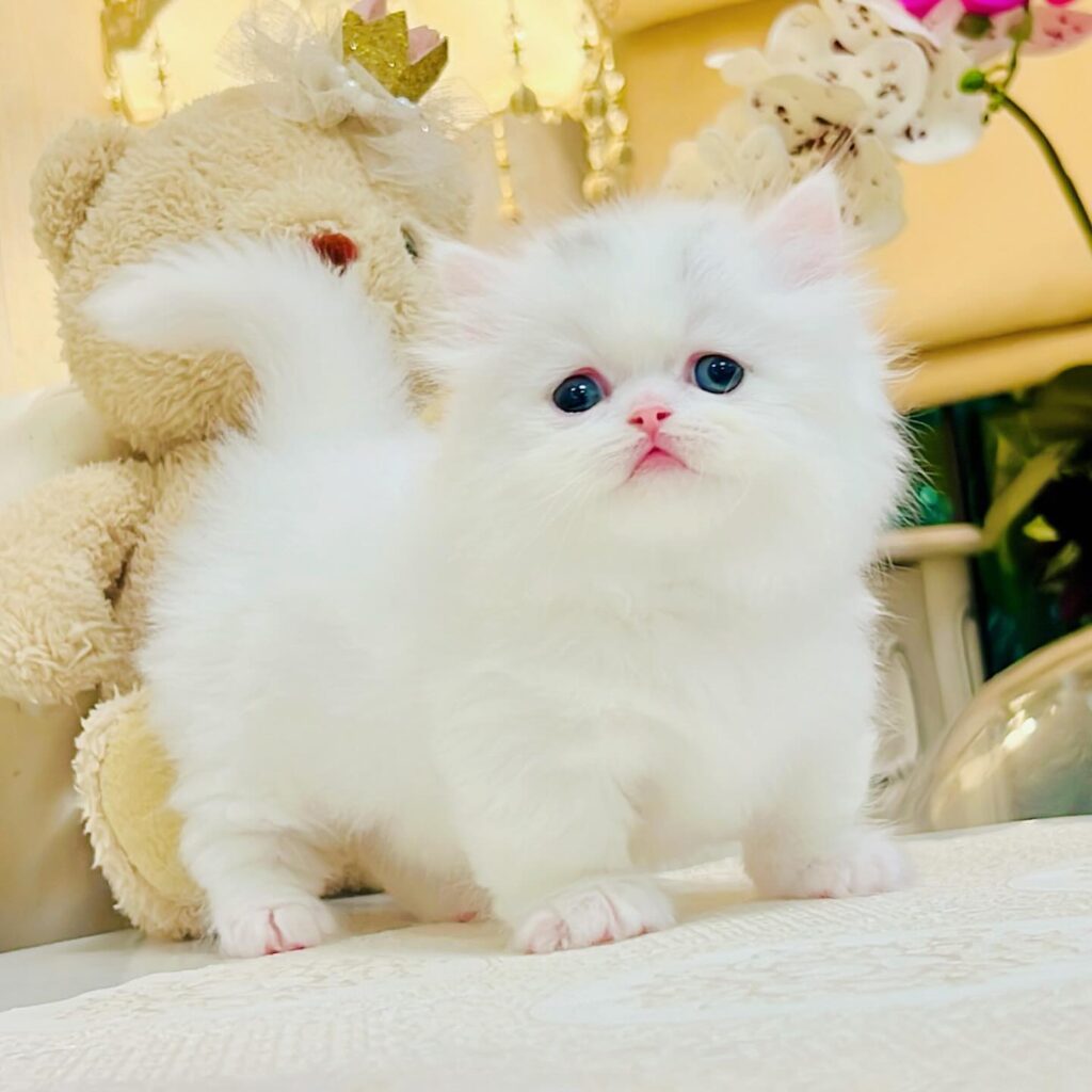 Munchkin kitten for sale