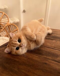 Munchkin kitten for sale
