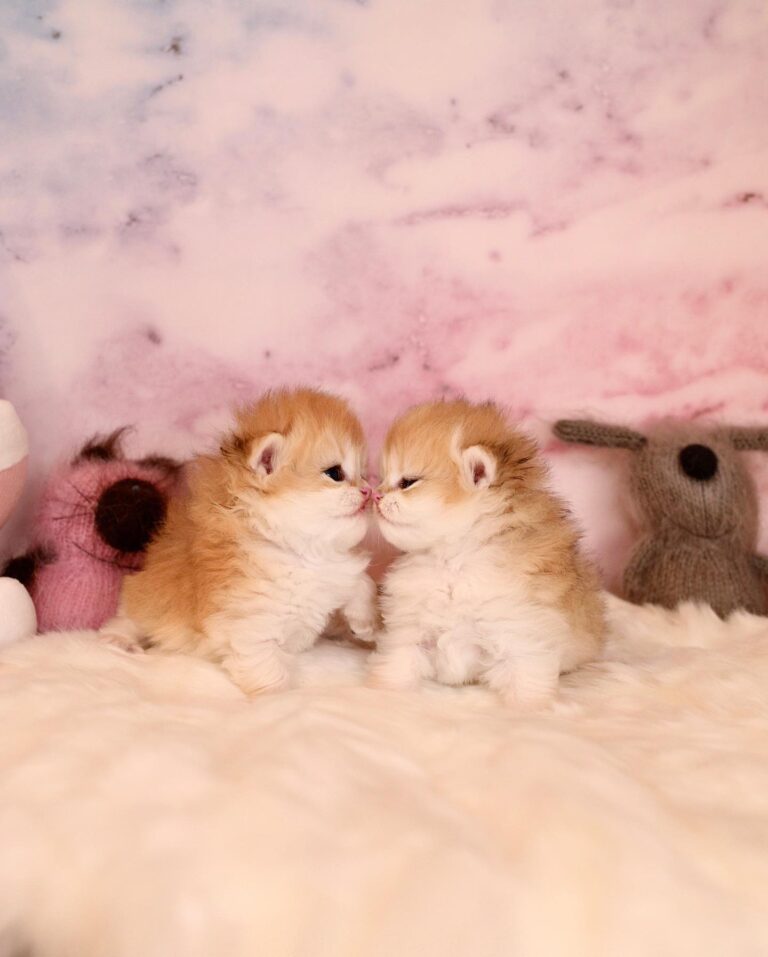 Munchkin cat for sale
